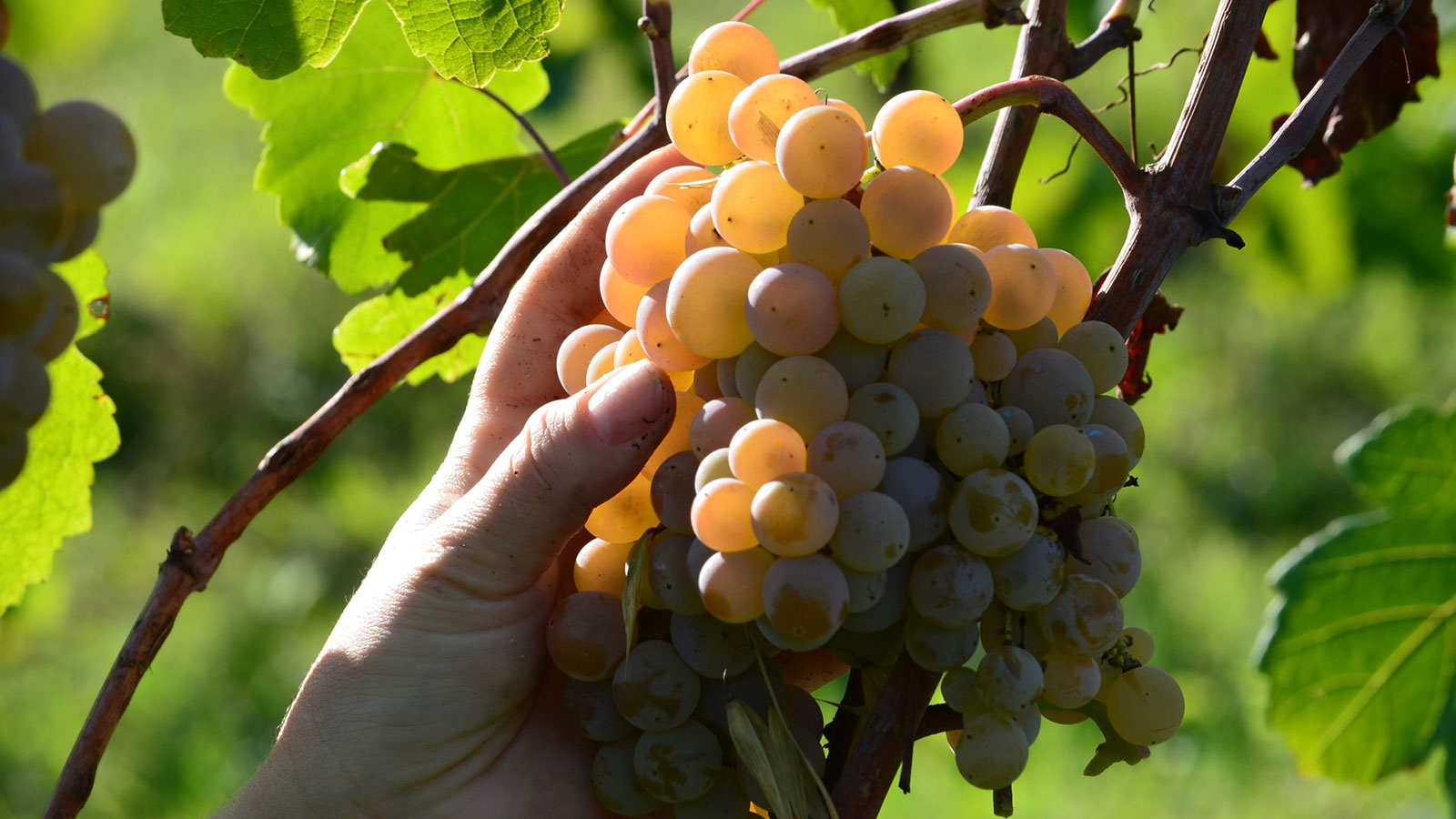 grape.harvest.2016 2