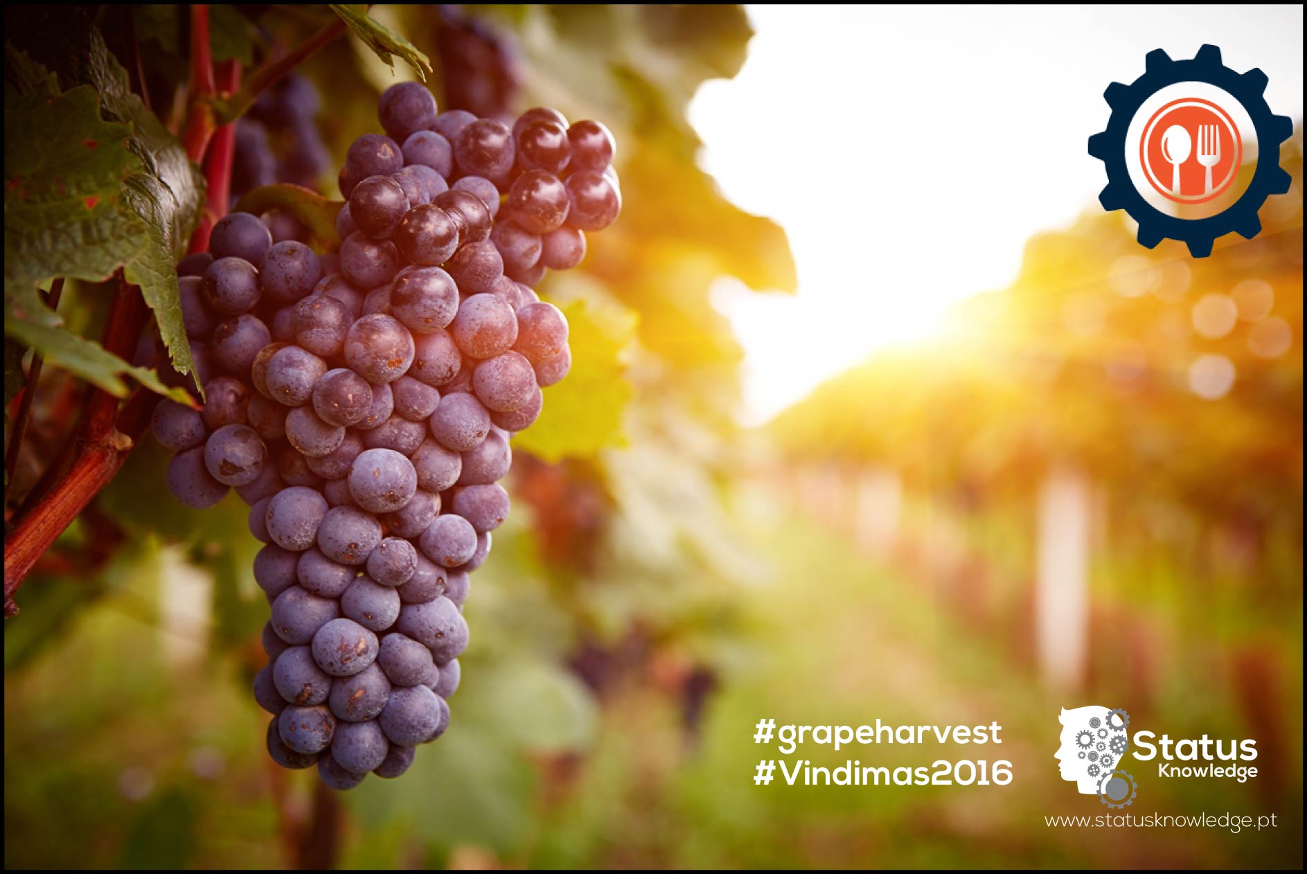 grape.harvest.2016 6