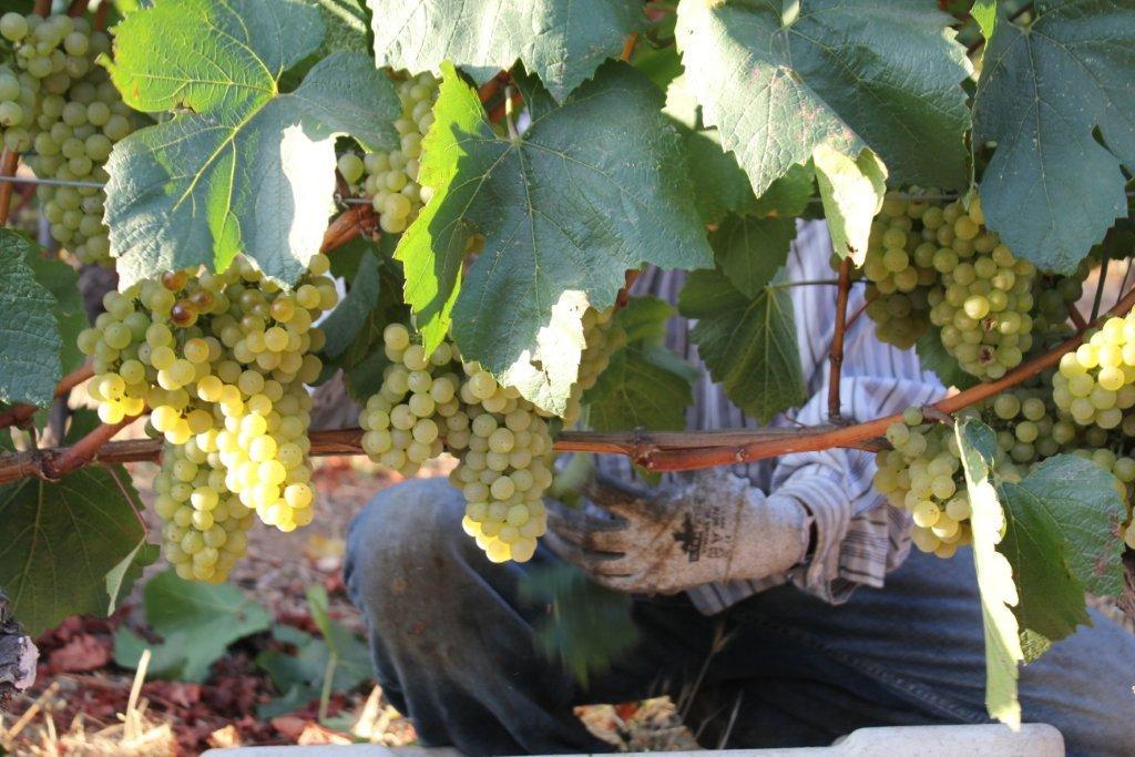 grape.harvest.2016